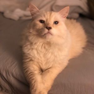 Meet your Posher, Mac